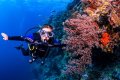 Diver on Coral Garden